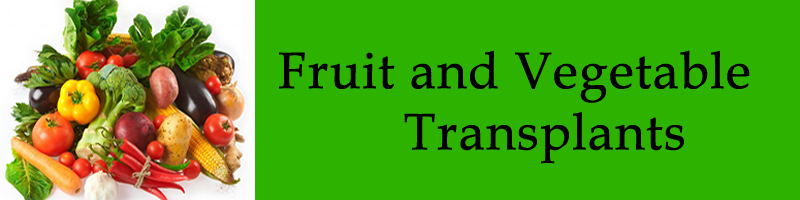 Vegetable Transplants